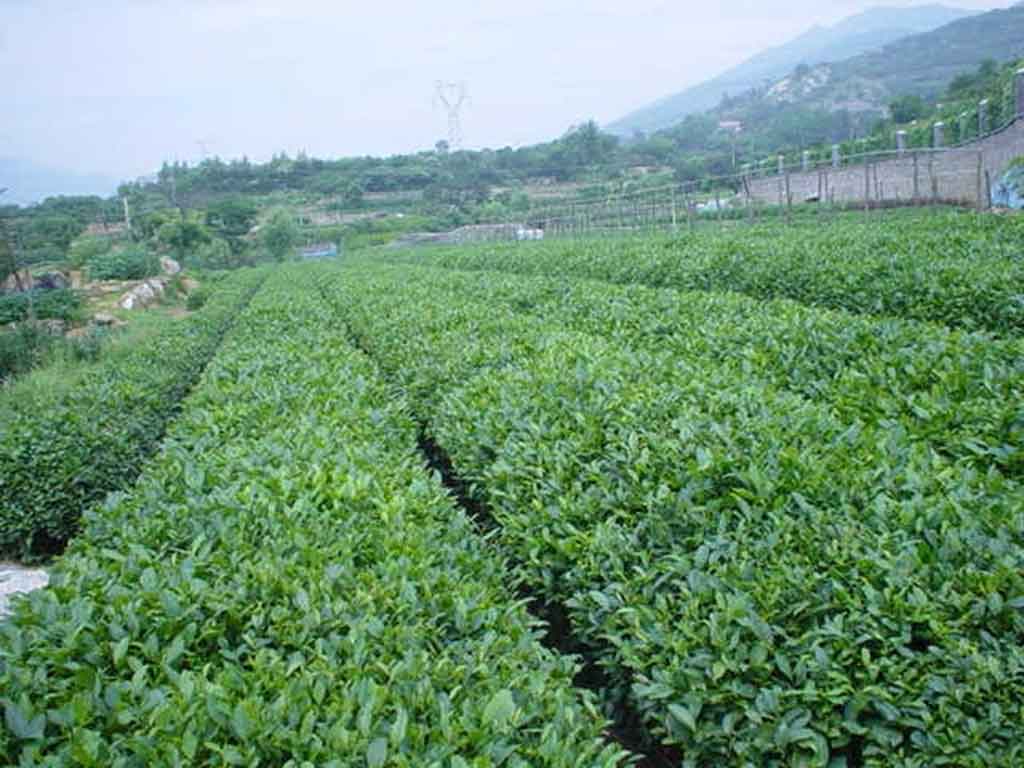 泰山绿茶